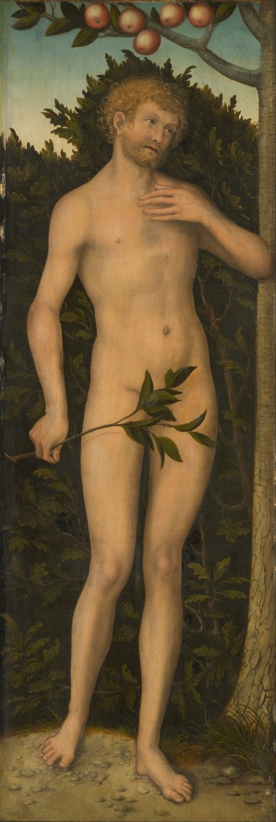 Adam by Lucas Cranach the Elder